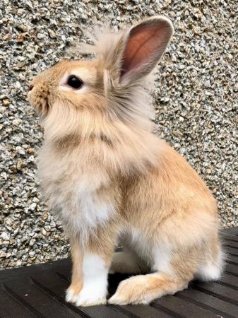 Image 5 of 11 Week Old Male Lionhead Bunny Rabbit Ready Now