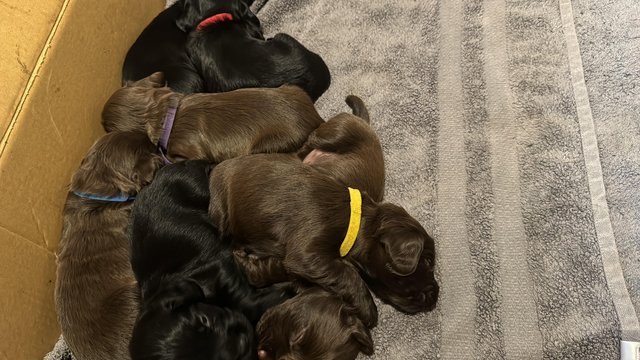 Image 3 of Working cocker spaniel puppies