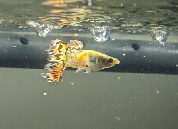 Image 3 of Baby guppies for sale - various ages £1.50 each