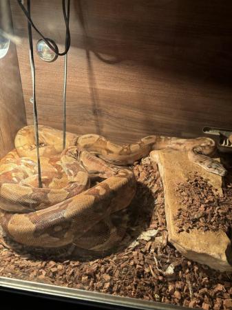 Image 1 of Male& female boa constrictor adults breeding pair