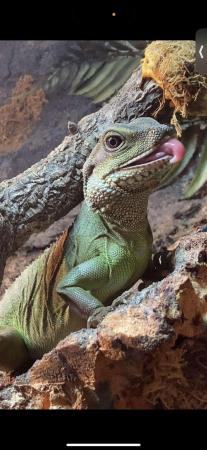 Image 1 of Chinese water dragon (female)