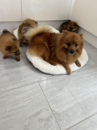 Image 4 of Pomeranian puppies extra fluffy 1 girl and 1 boy available