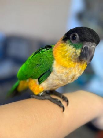 Image 5 of Hand Reared Baby Caique Parrot At Urnan Exotics