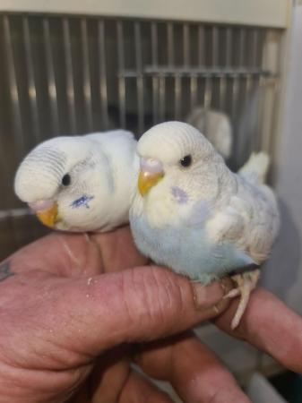 Image 2 of Baby hand tame budgies nearly ready to go to there new homes
