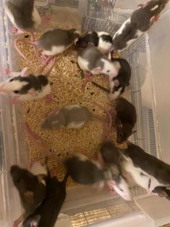 Image 5 of 8 week old dumbo rats for sale