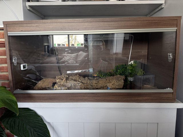 Breeding pair African fat tailed geckos 3 years old — photo 3 of 4