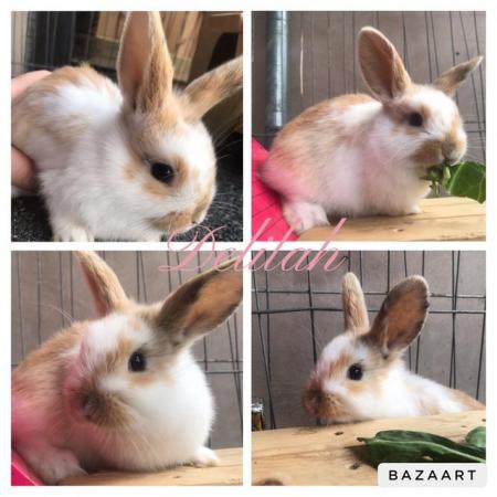 Image 1 of Mini lop bunnies for sale