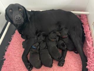 Image 7 of Beautiful Black Labrador Puppies