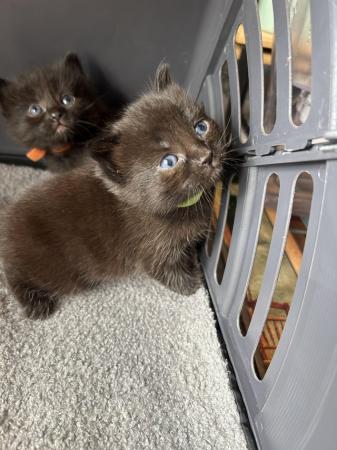Image 9 of ADORABLE MIXED BREED KITTENS TO RESERVE