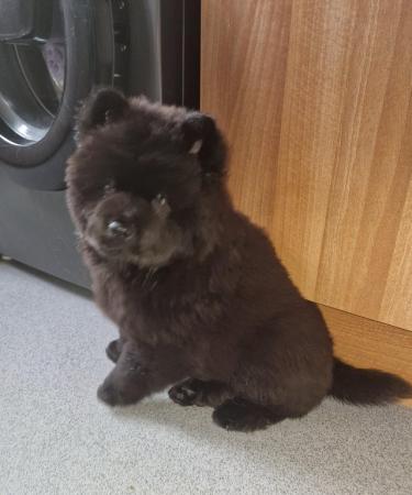 Image 3 of REDUCED Black Male Chow Chow left