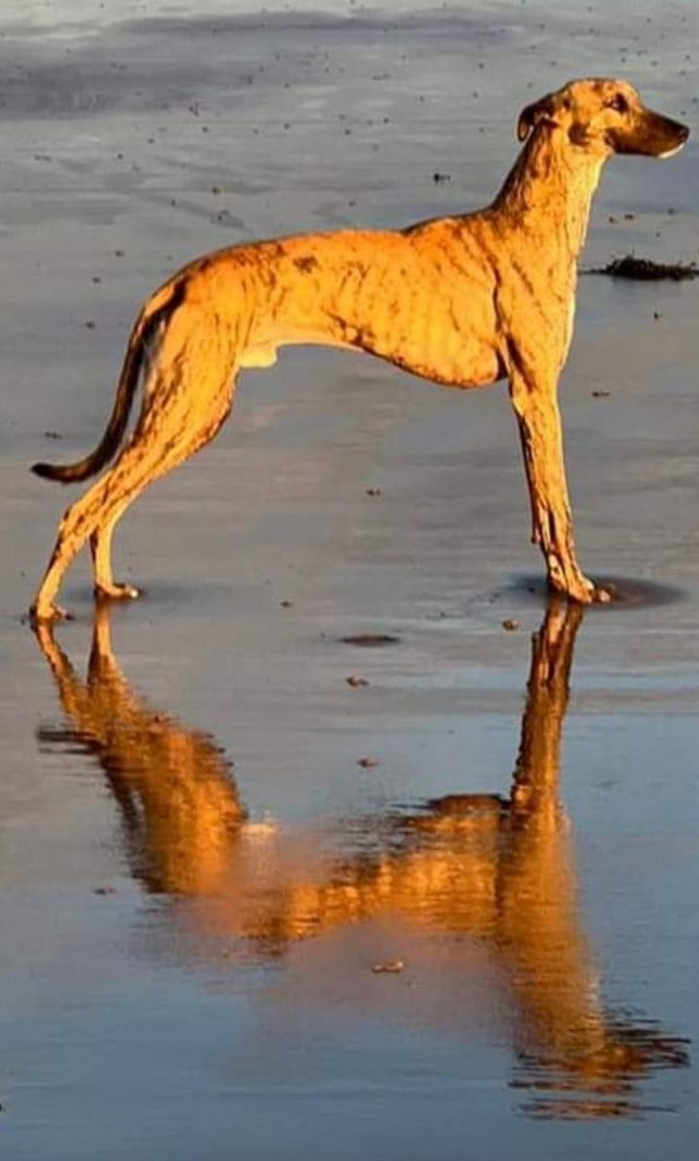 Preview of the first image of Very good working lurcher u wont be disappointed in him.