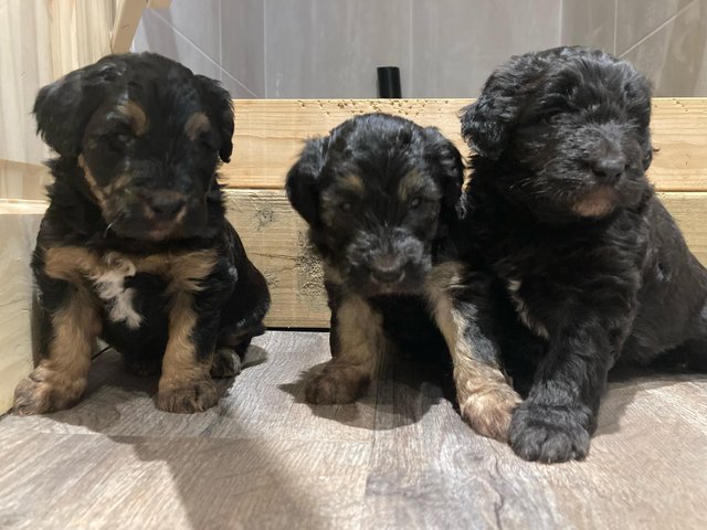 Preview of the first image of Labradoodle x bearded collie puppies.
