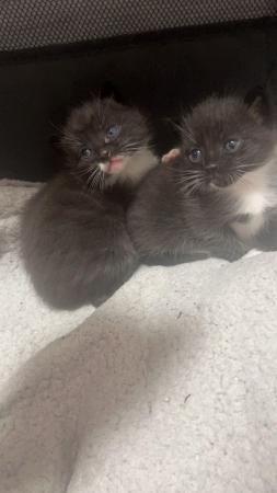 Image 1 of Male and female Kittens ready for their forever home