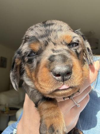 Image 15 of Ready Today! Reduced! KC registered dachshund puppies
