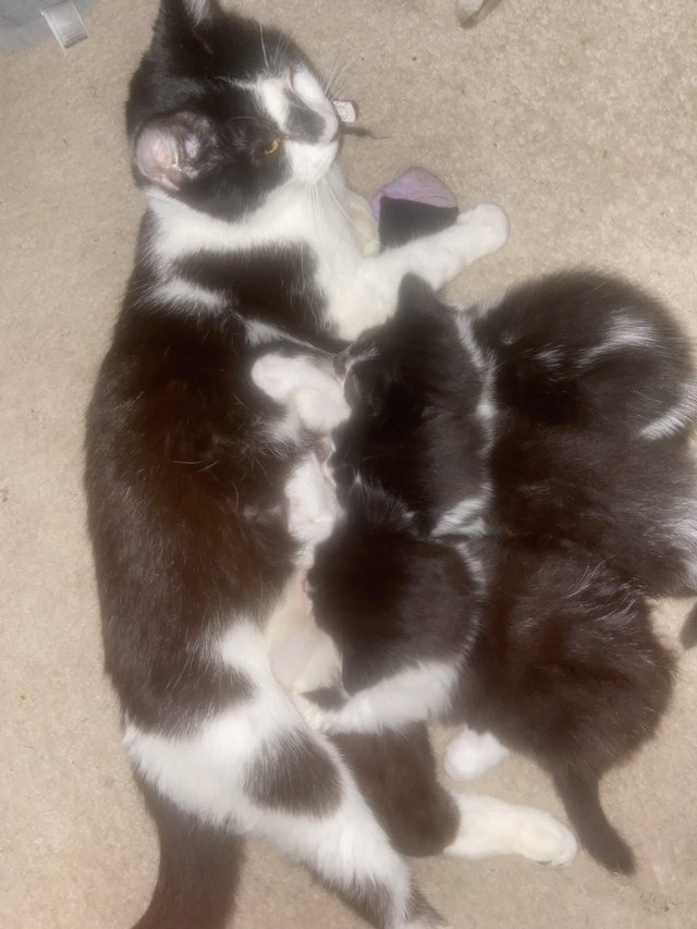 Preview of the first image of Five Female kittens Ready to leave.