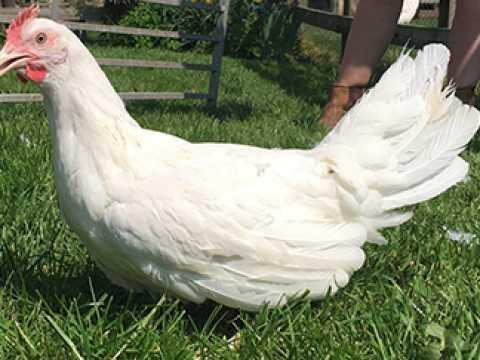 Image 5 of POL......Chickens for sale...available now..Vaccinated.....