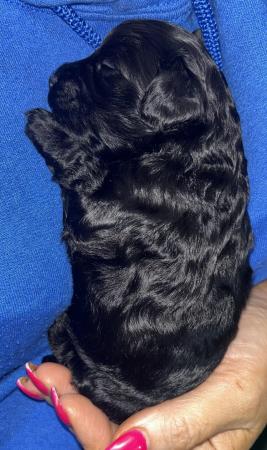 Image 8 of Ready this week!Stunning tiny cavapoo f1b puppy,last 1 left