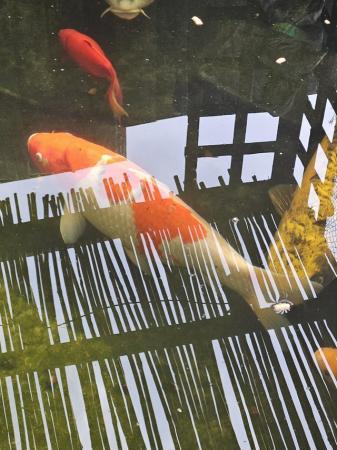 Image 3 of Koi fish for sale closing down my pond