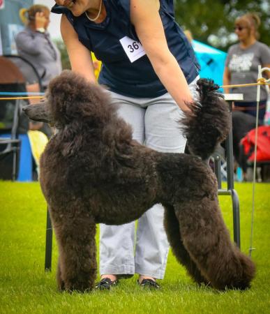 Image 8 of Working standard poodle pups