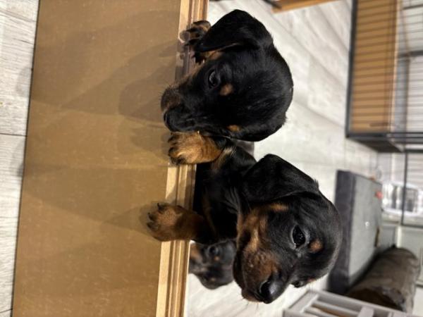 Image 10 of READY NOW Dachshund pups x2 black & tan males