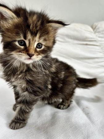 Image 3 of Reserved! Beautiful female Maine Coon kitten ready now!