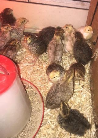 Image 22 of SEXED QUAILS AVAILABLE/31STMAY !