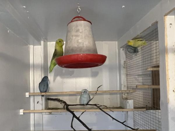 Image 1 of Breeding pair of parrotlets, also a male available.