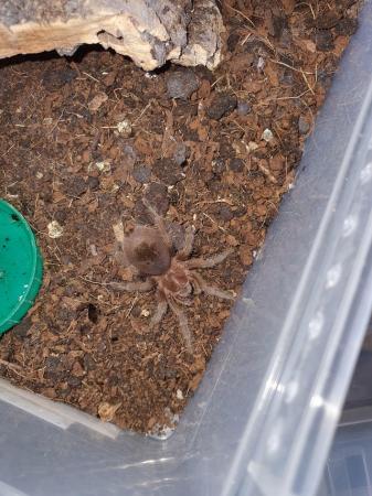 Image 6 of Tarantulas and Scorpions Available