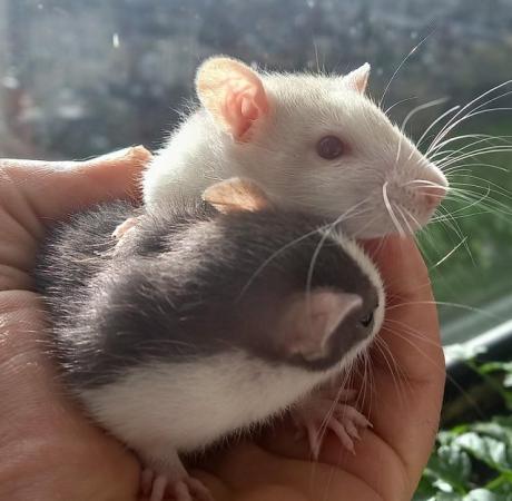Image 2 of Young female rats ready for rehome (Glasgow)