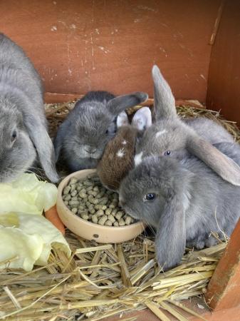 Image 4 of Friendly 8 week old lop eared bunnies ??
