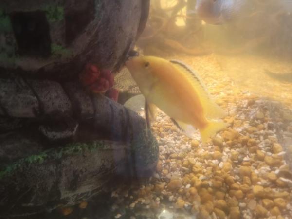 Image 3 of Yellow labidochromis mbuna hybrids