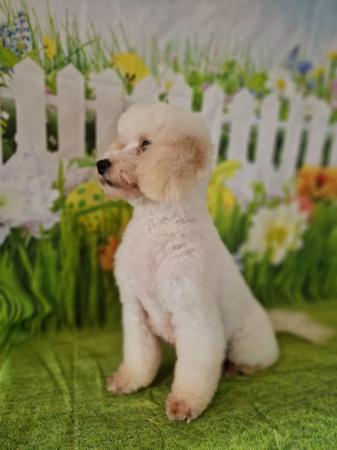 Image 6 of TOY POODLE PUPPIES FOR SALE