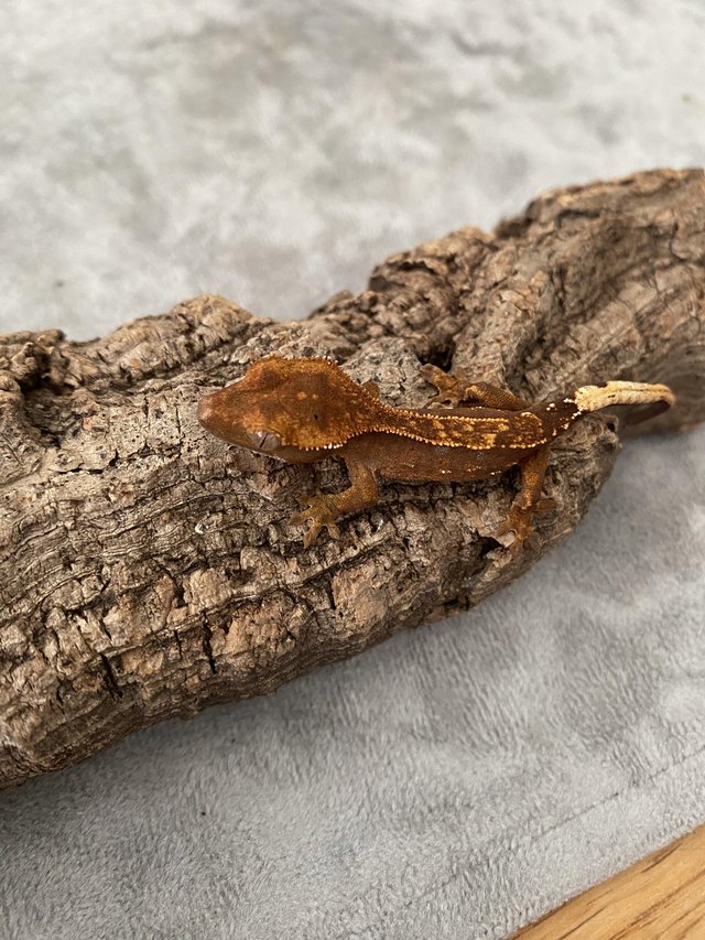 Preview of the first image of Crested Gecko Hatchlings.
