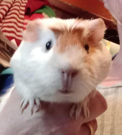 Image 2 of Mixed age guinea pigs. 3 to 12 months