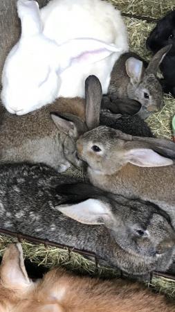 Image 1 of Flemish Giant Rabbits for sale.