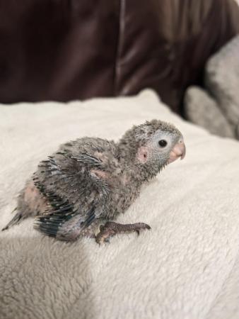 Image 5 of Baby Crimson bellied Conure