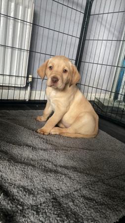 Image 7 of KC Registered female Labrador Puppies