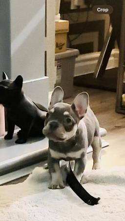 Image 10 of Beautiful KC Registered French Bulldog Puppy SOLD