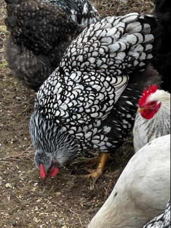Image 15 of Chicks of various breeds and sizes