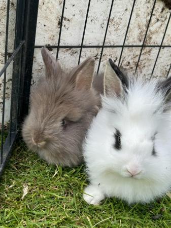 Image 29 of Lovely baby lionheads, males and females