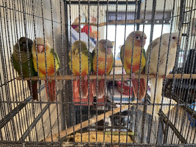 Preview of the first image of Babies conures and 1 baby cockatiel for sale.