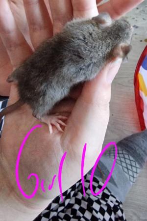 Image 26 of Friendly Female Rat Babies
