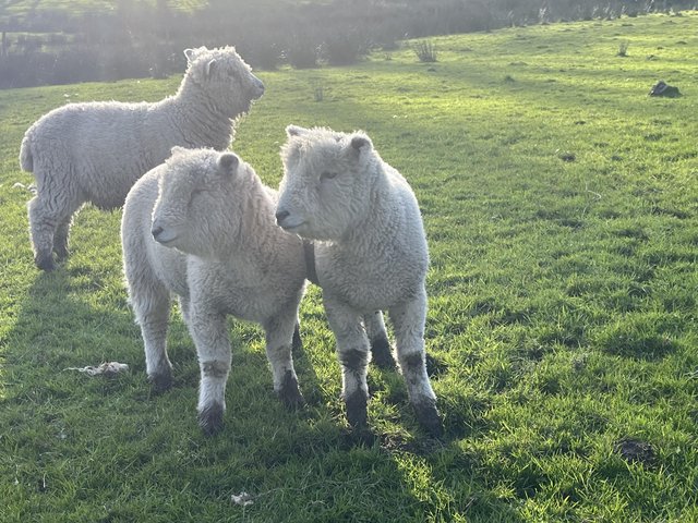Preview of the first image of Pedigree registered Ryeland lambs , ewe and castrated males.