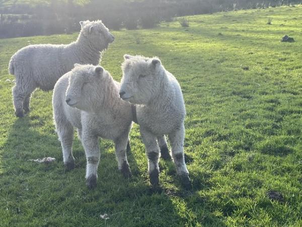 Image 1 of Pedigree registered Ryeland lambs , ewe and castrated males