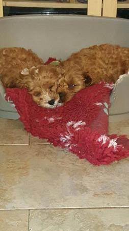 Image 37 of RED KC REG TOY POODLE FOR STUD ONLY! HEALTH TESTED