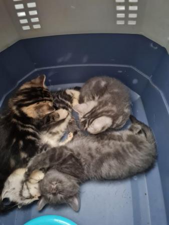 Image 1 of 4 silver mackerel  bengal Cross silver tabbies for sale