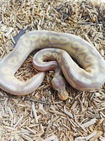 Image 1 of Female bal pythons , super banana combo and more good price