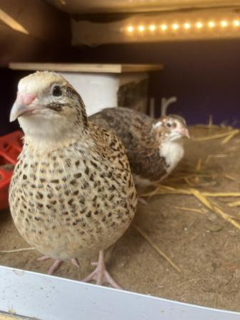 Image 2 of Mixed Coturnix Quail Mixture of ages Available
