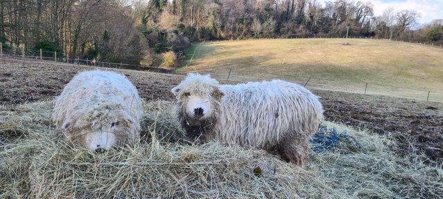 Image 1 of Greyface Dartmoor ewe lambs- March 23 born
