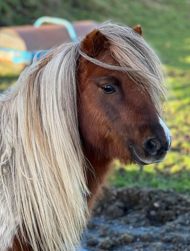 Preview of the first image of Licensed miniature Shetland stallion.